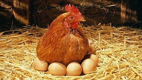 hen-and-eggs